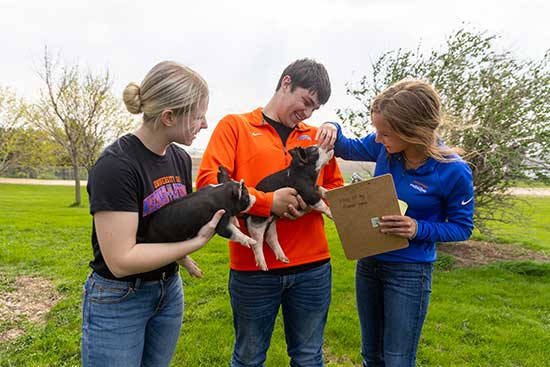 Two UW-Platteville students hold piglets as the third student performs checkups.