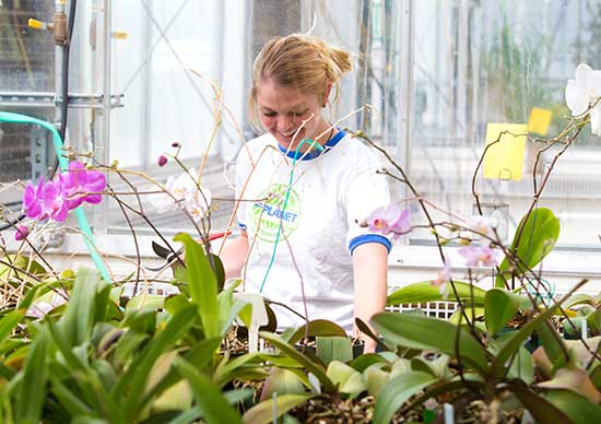 Student working with orchids in UW-Platteville greenhouse