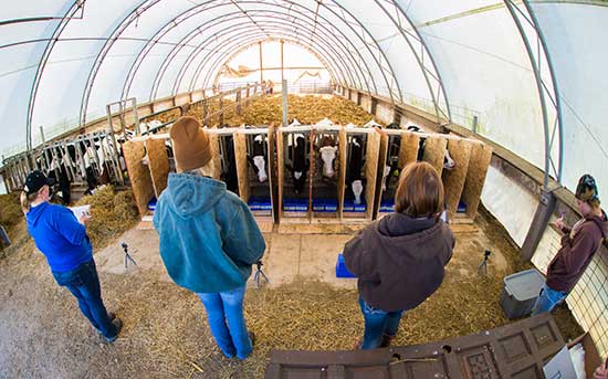UW-Platteville Animal Science students working with calves
