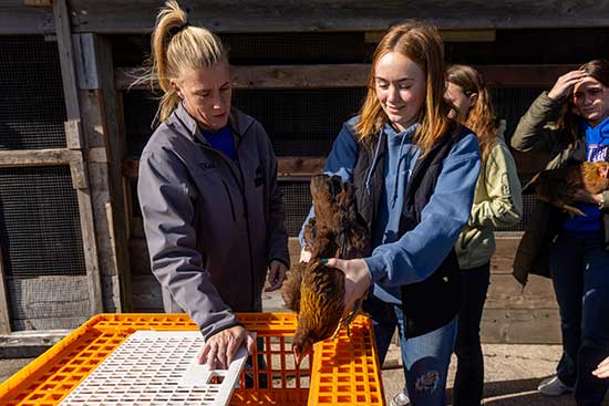 UW-Platteville faculty watches as students evaluate chickens before placing them in a crate. 