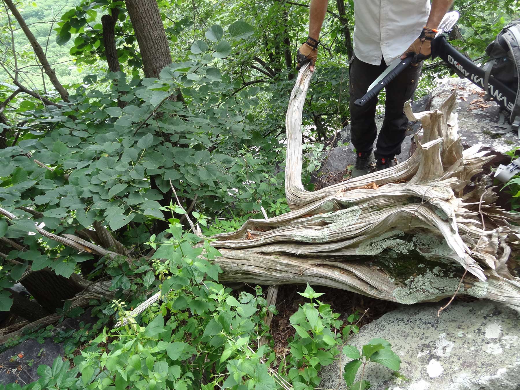 Example of an old redcedar.