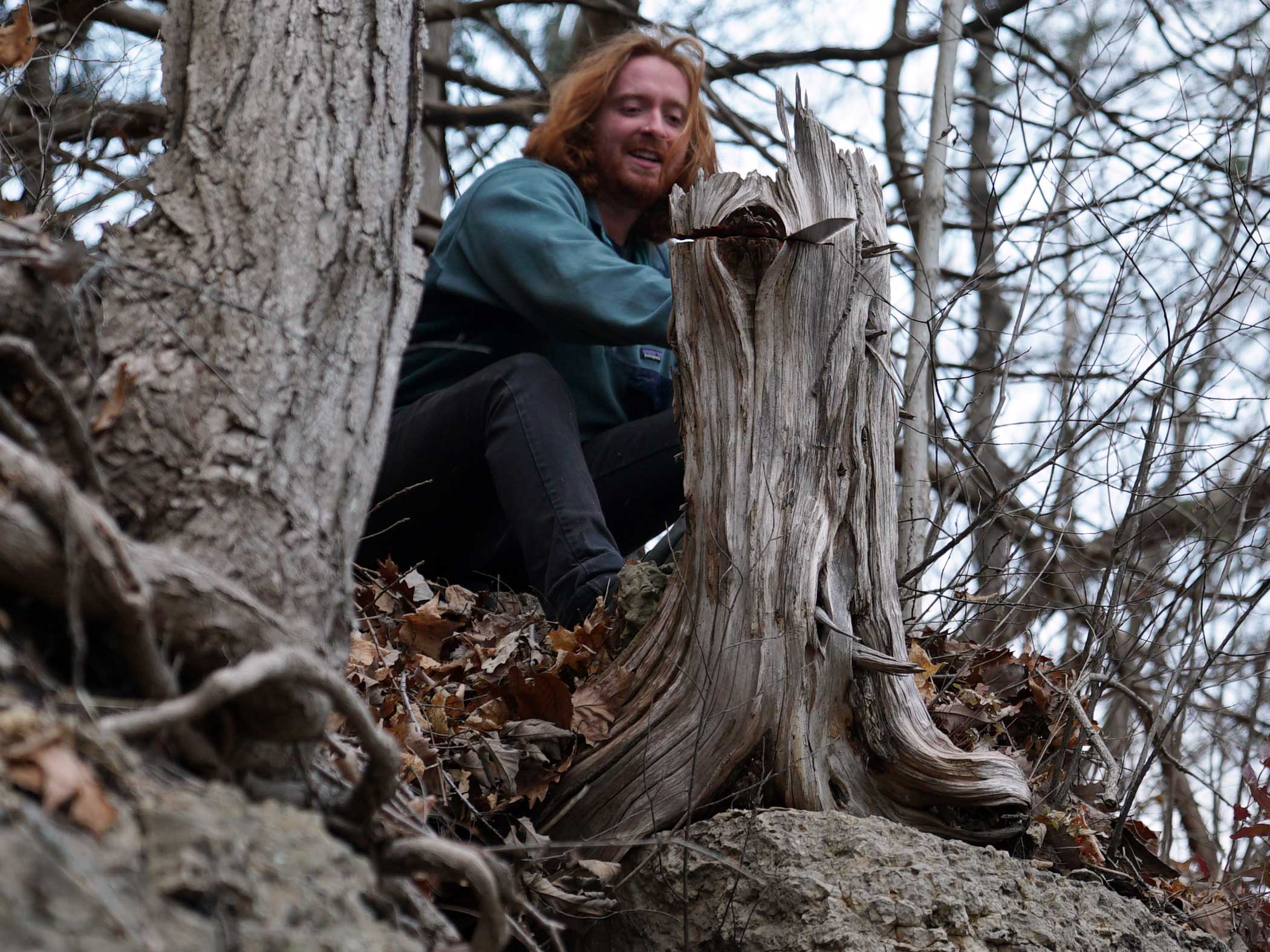 Example of an old, weathered stump.