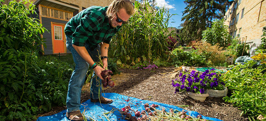 edible garden