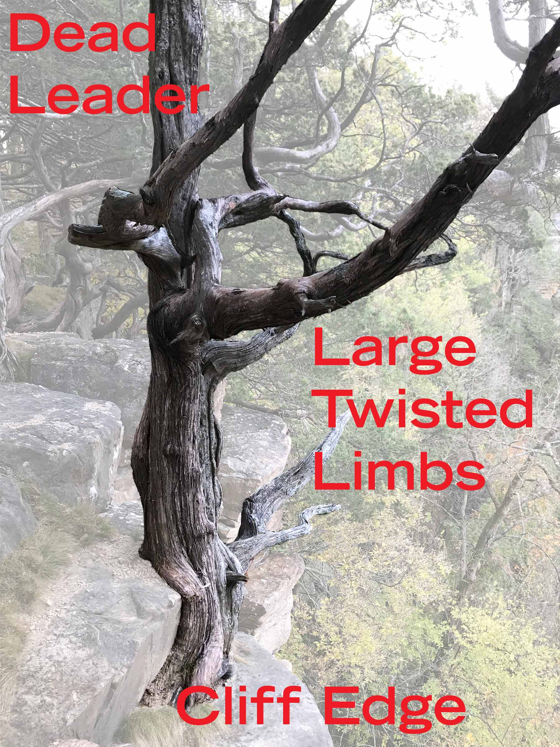 Large twisted limbs and dead leader of redcedar along cliff edge.