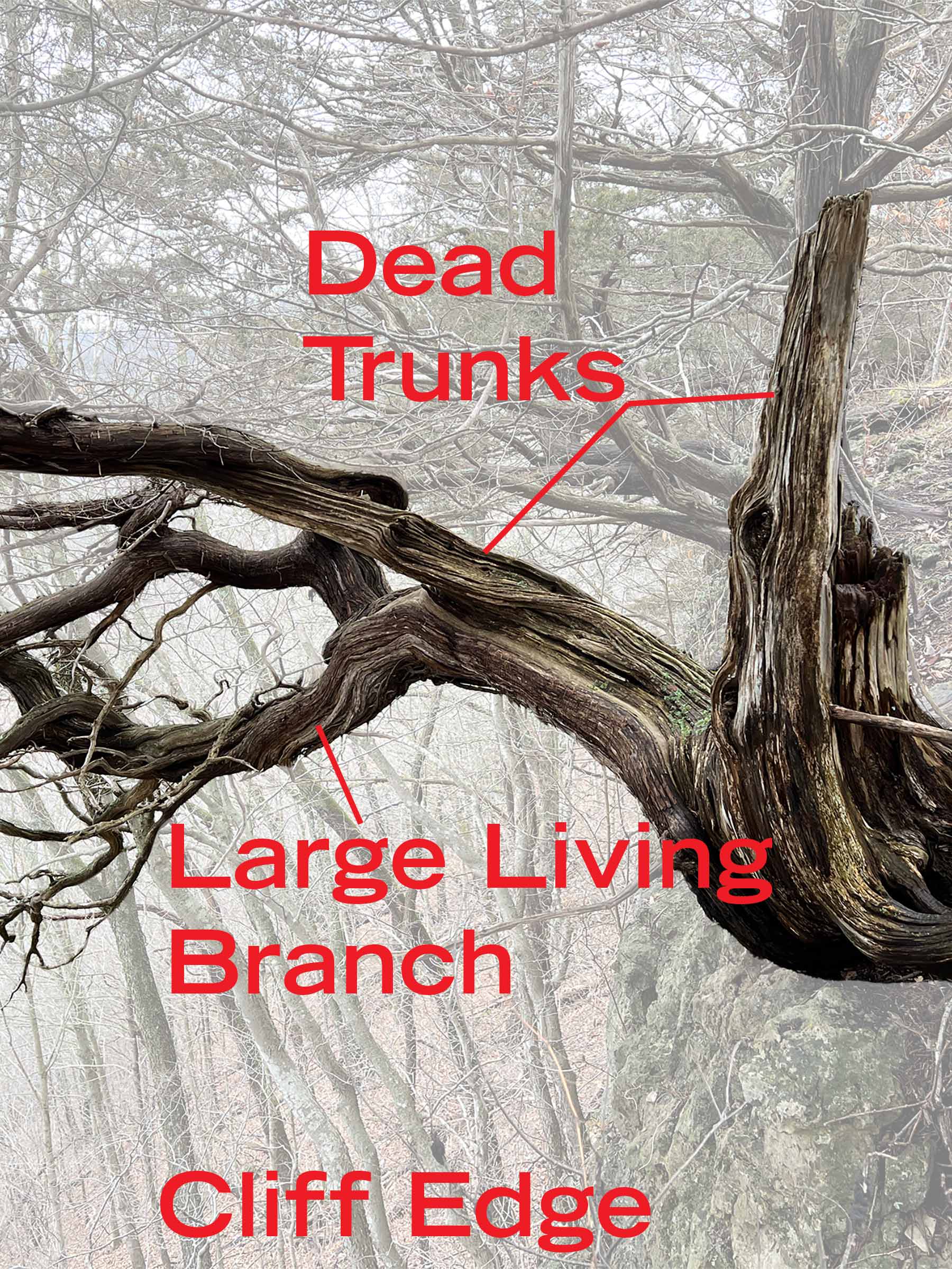 Large living branch and dead trunks of redcedar along cliff edge.