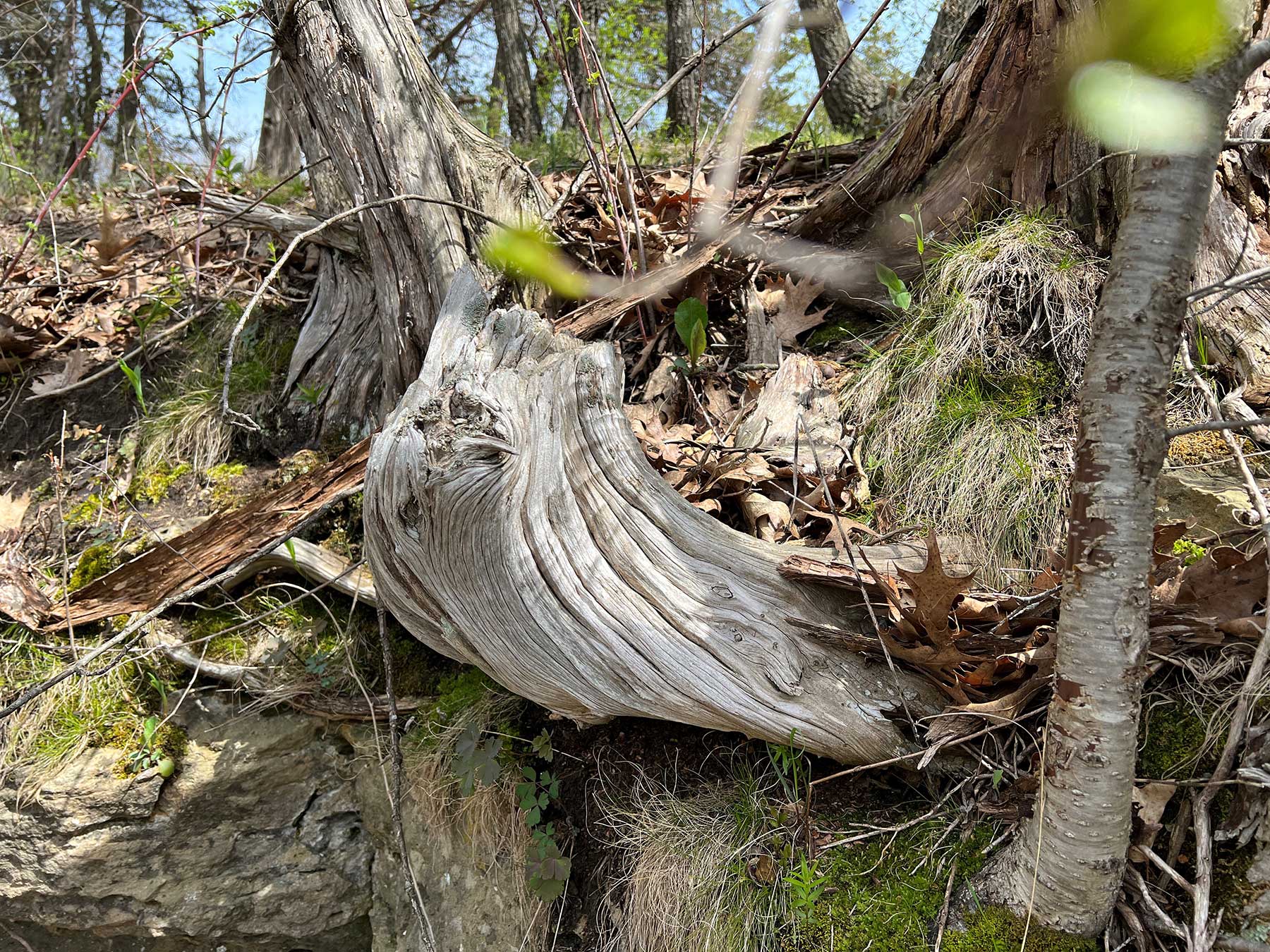 Example of an old, weathered stump.