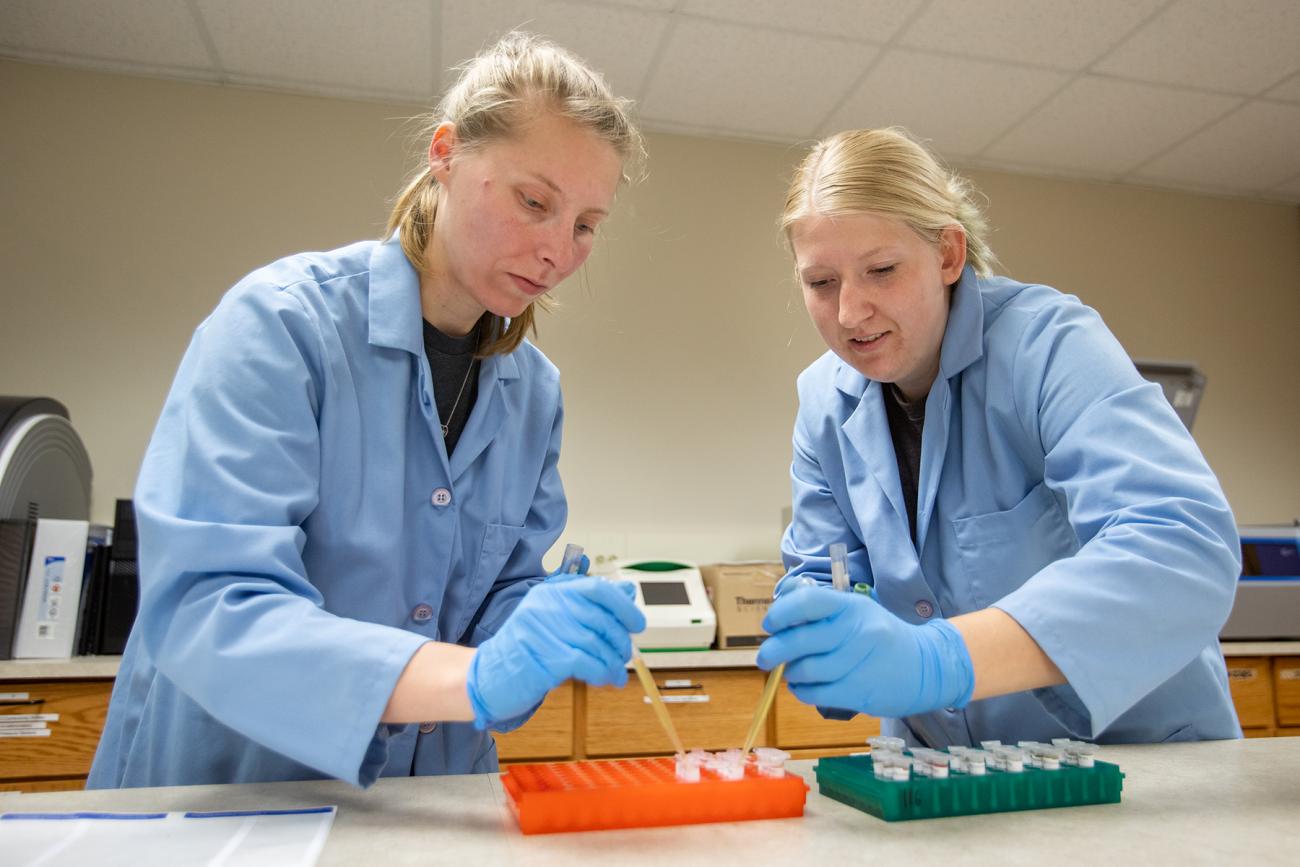 Student working with cow