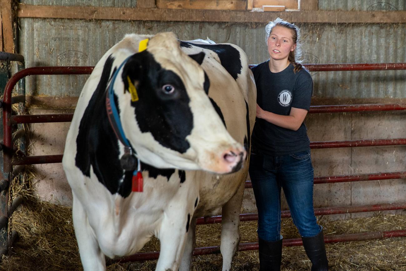 Student working with cow