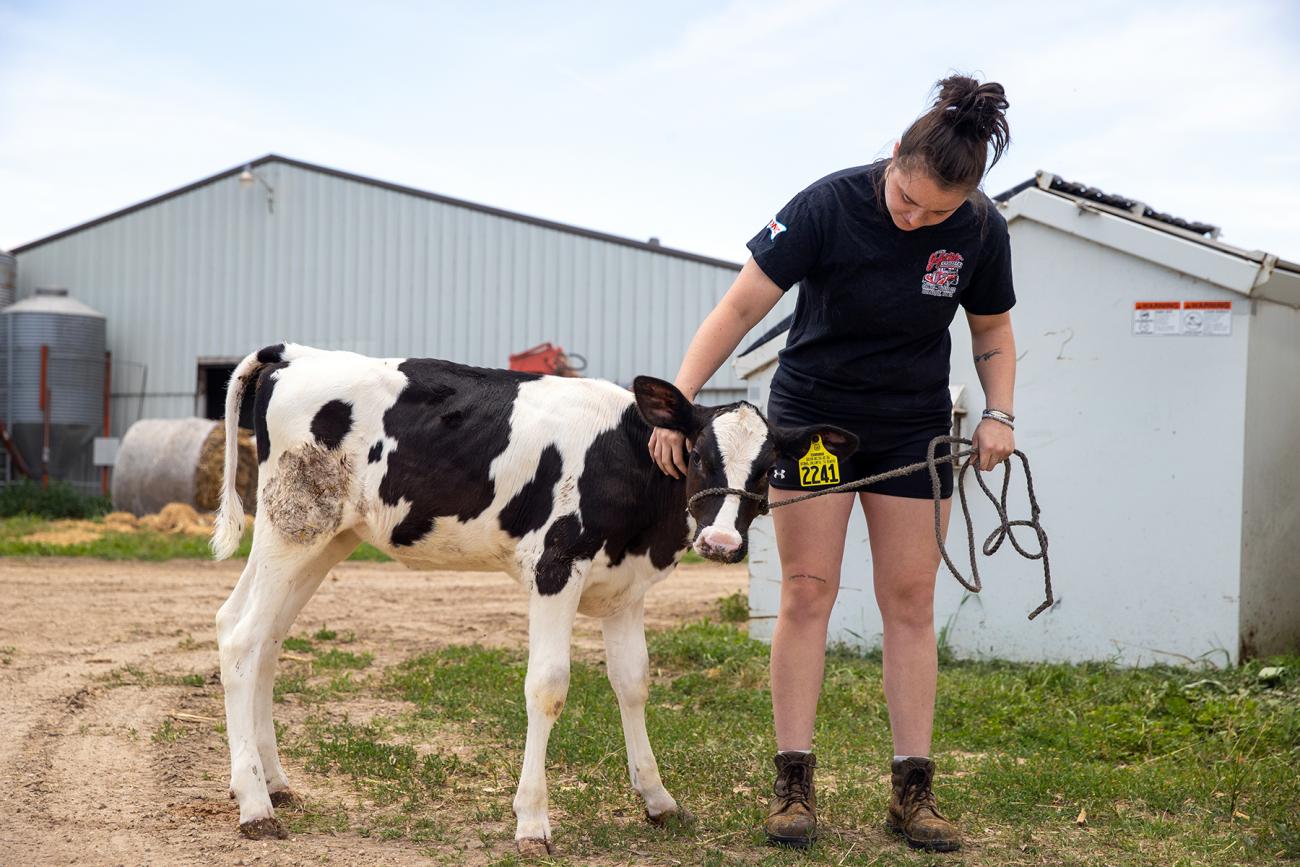 Student working with cow