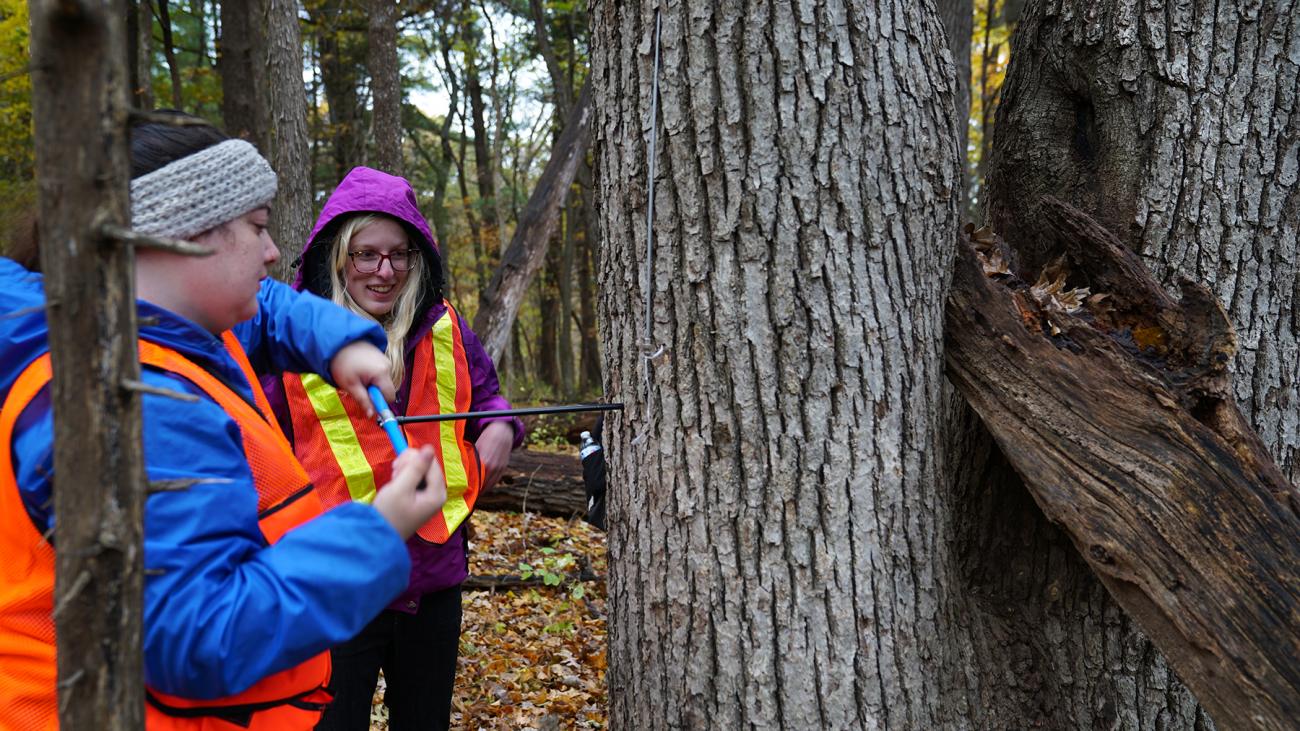 Students taking tree core sample