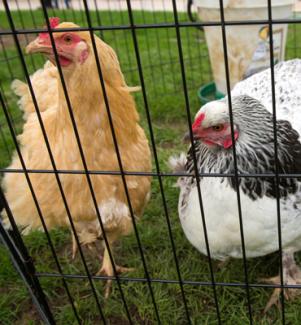 Chickens in cage