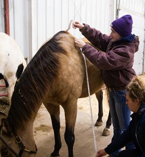 Person evaluating a horse