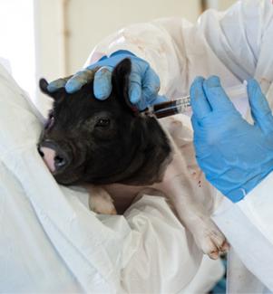Veterinarian giving shots to piglet