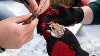 Biology Research Flying Squirrel