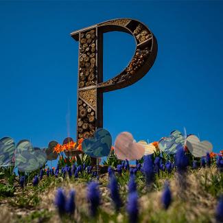 'P' artwork