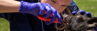Pre-Veterinary Medicine worker helping animal