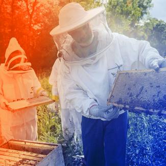 Bee hive work with Prof. Jeff Huebschman