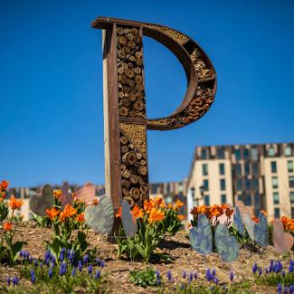 Platteville 'P'