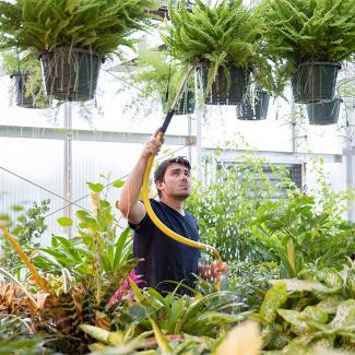 student working in the greenhouse