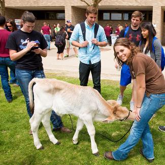 Student showing calf to other students
