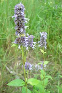 Anise Hyssop