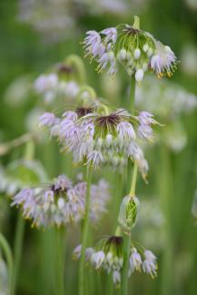 Nodding Onion