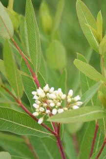 Dogbane