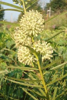 Tall Green Milkweed