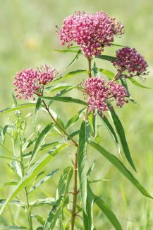 Rose Milkweed