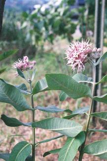 Showy Milkweed