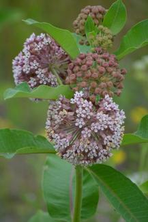 Common Milkweed