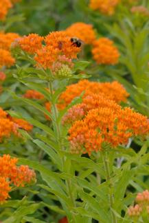 Butterflyweed