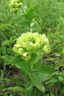 Spider Milkweed