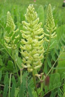 Canada Milk Vetch