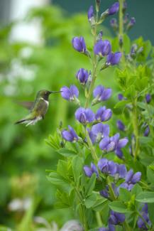 Blue False Indigo