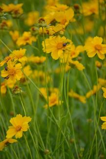 Lance-leaf Coreopsis