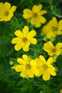 Prairie Coreposis