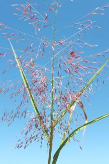 Purple Love Grass