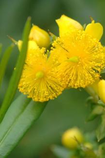 Shrubby St. John’s Wort