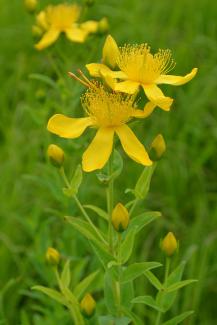 Great St. John's Wort