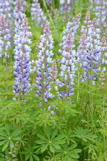 Wild Lupine