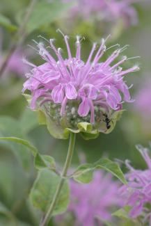 Wild Bergamot