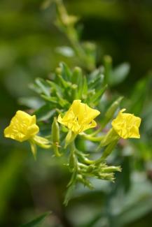 Common Evening Primrose