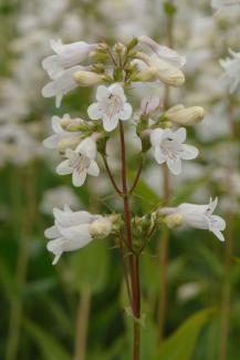 Foxglove Beardtongue