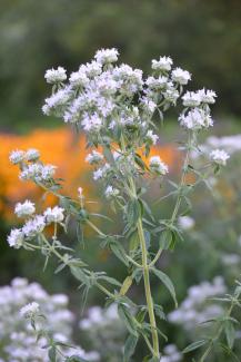 Hairy Mountain Mint