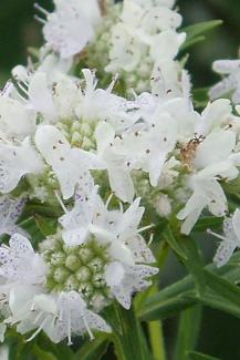 Mountain Mint