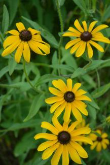 Black-eyed Susan