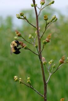 Early Figwort