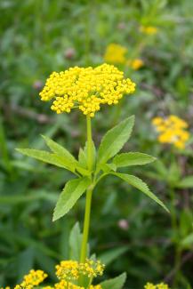 Golden Alexanders