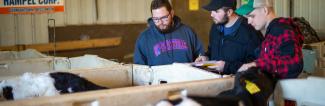 UW-Platteville students working with cows